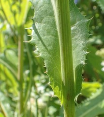 Sonchus arvensis arvensis