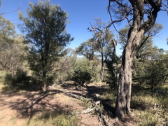 Acacia catenulata