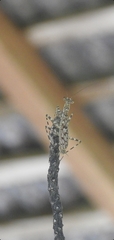 Liturgusa krattorum