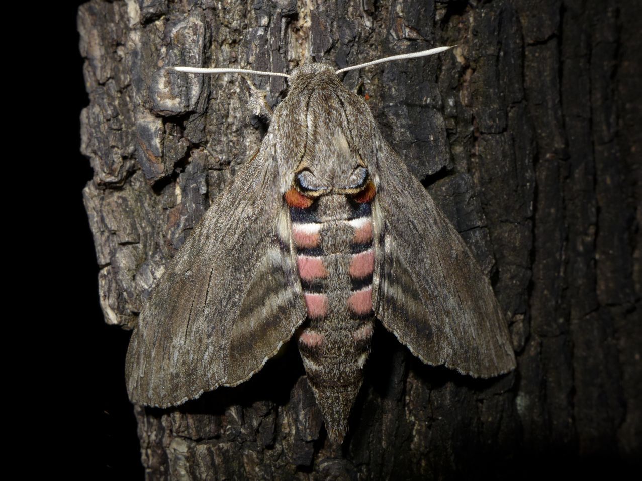 The Convolvulus Hawk-moth (Agrius - Butterfly Conservation