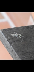 Liturgusa krattorum
