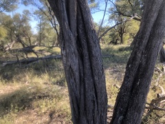 Acacia catenulata