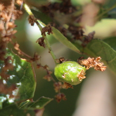 Callirhytis congregata