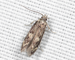 Trypanisma prudens