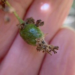 Callirhytis congregata