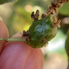 Callirhytis congregata