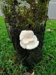 Lentinus scleropus