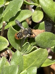 Megachile