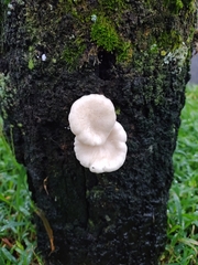 Lentinus scleropus