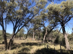 Acacia catenulata