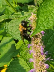 Xylocopa virginica