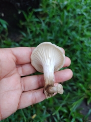 Lentinus scleropus