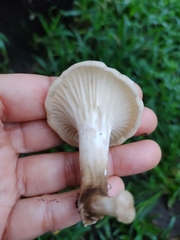 Lentinus scleropus