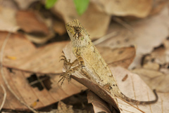 Acanthosaura coronata