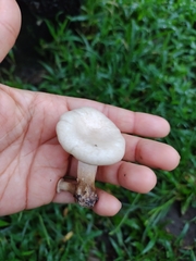 Lentinus scleropus