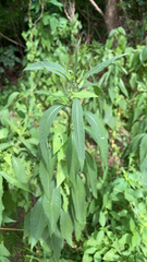 Verbesina alternifolia