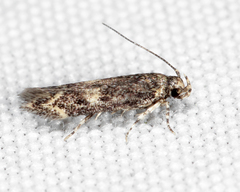 Trypanisma prudens