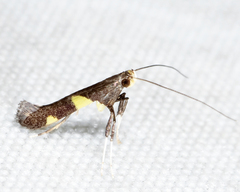Caloptilia cornusella