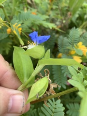 Commelina communis
