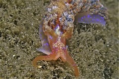 Austraeolis