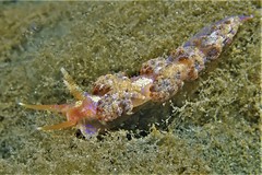 Austraeolis