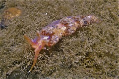 Austraeolis