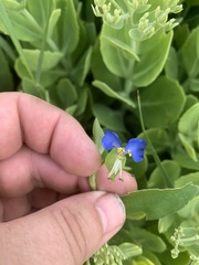 Commelina communis