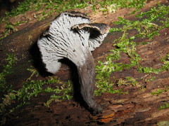 Craterellus australis