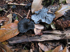 Craterellus australis