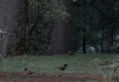 Pipilo maculatus macronyx