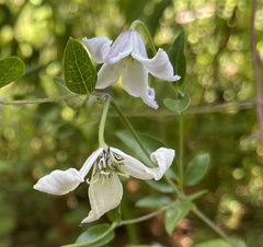 Clematis campaniflora