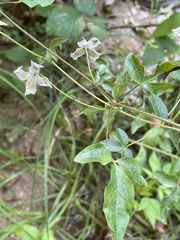 Clematis campaniflora