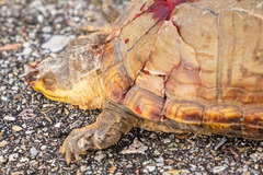 Kinosternon arizonense