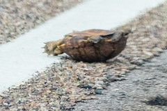 Kinosternon arizonense