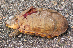 Kinosternon arizonense