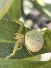 Thomisidae