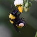 photo of Sonoran Bumble Bee (Bombus sonorus)