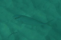 Seriola