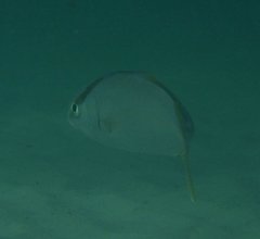 Seriola