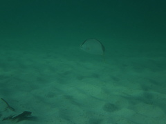 Seriola
