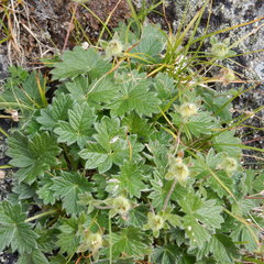 Potentilla subvahliana