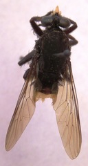 Eccritosia