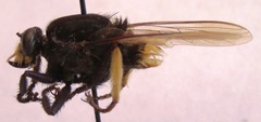 Eccritosia