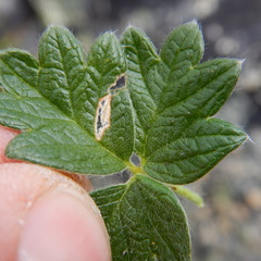 Potentilla subvahliana