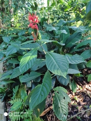 Pachystachys spicata