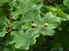 Quercus robur