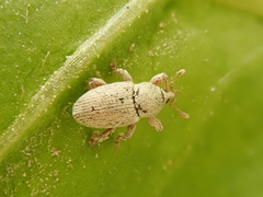Tychius breviusculus