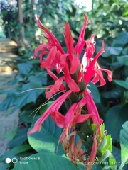 Pachystachys spicata