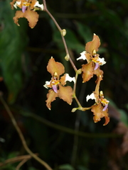 Cyrtochilum ventilabrum