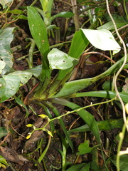 Cyrtochilum ventilabrum